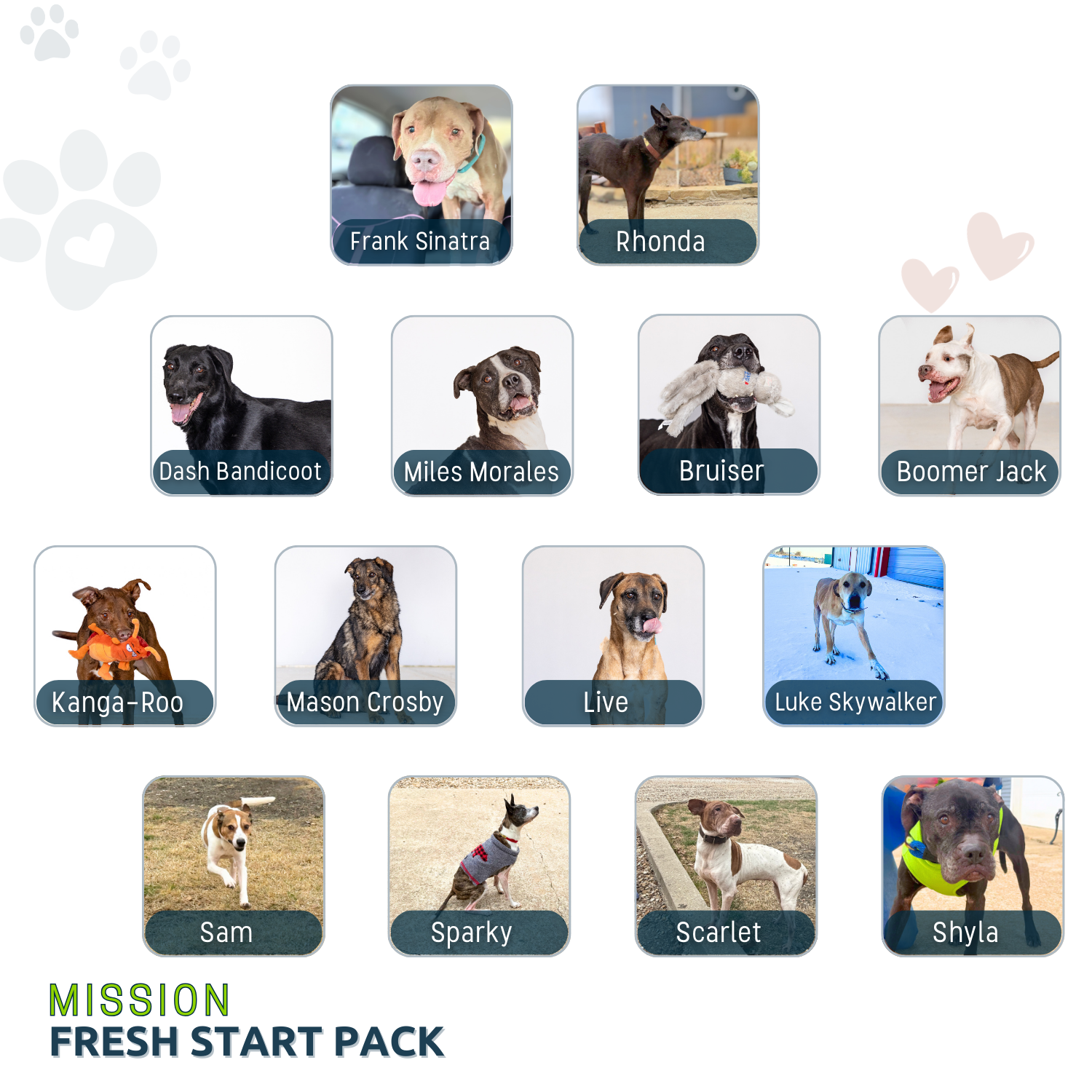 TEMPLATE-WordPress-Pet-Intake-Group-Icons