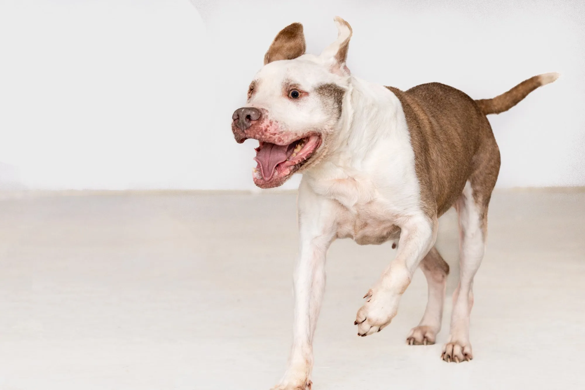 Shagly-3126-PawsintheCity-Boomer-Jack-17