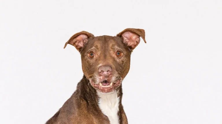 Shagly-3126-PawsintheCity-Roo-4